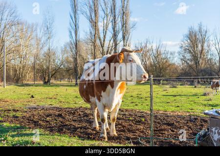 Kuh ruht in Nord-Buda Feuchtgebieten in Budapest — Weideweide in einem geschützten urbanen Naturgebiet. Stockfoto