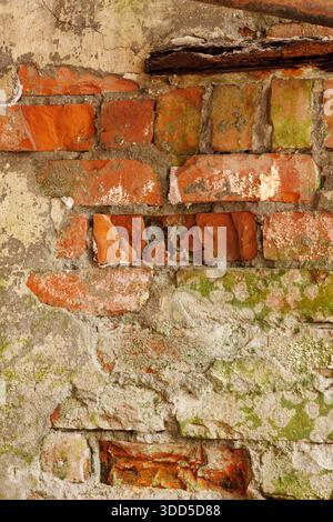 Eine Ziegelmauer, auf der Moos wächst. Die Wand ist alt und hat viele Risse und Löcher Stockfoto