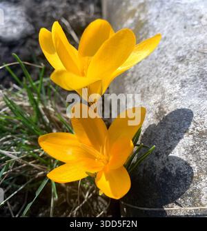 Nahaufnahme einer der ersten Frühlingsblumen des gelben Krokus. Stockfoto