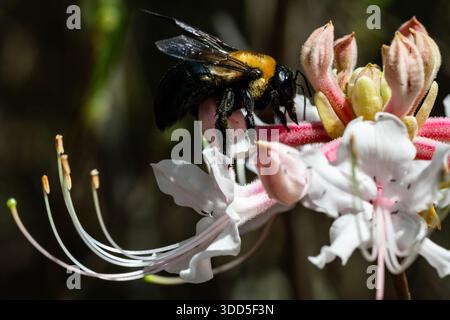 Biene Blütenstaub von Blume zu sammeln Stockfoto