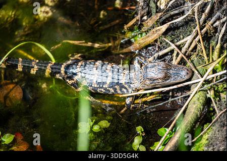 Baby american Alligator baden in der Sonne, um warm zu bleiben, Anhinga Trail, Everglades, Florida Stockfoto
