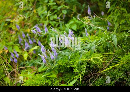 Veronica longifolia, auch bekannt als Garden speedwell oder Longleaf speedwell, ist eine blühende Pflanze. Diese krautige Staude, die oft in Europa und Asien beheimatet ist Stockfoto