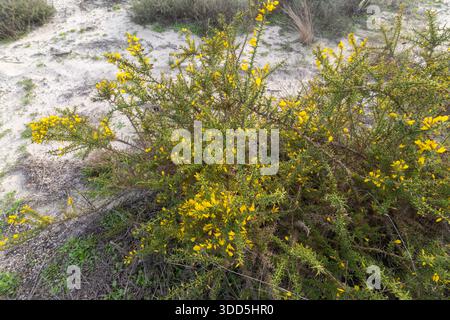 Ulex europaeus, allgemein bekannt als Ginster, zeigt seine stachelgrünen Stiele und hellgelben Blüten Stockfoto