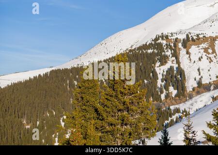 Im Vordergrund stehen sonnendurchflutete Kiefern mit einem weiten Blick auf schneebedeckte Hänge und dichten Wald unter klarem blauen Himmel in der Nähe des Mont Joly in den französischen Alpen. Stockfoto