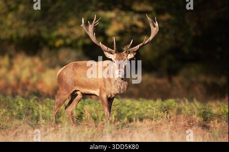 Ein wilder männlicher Rothirsch (Cervus elaphus), der im Herbst zwischen grünen und braunen Farnen auf einem natürlichen Waldgrund steht. Stockfoto