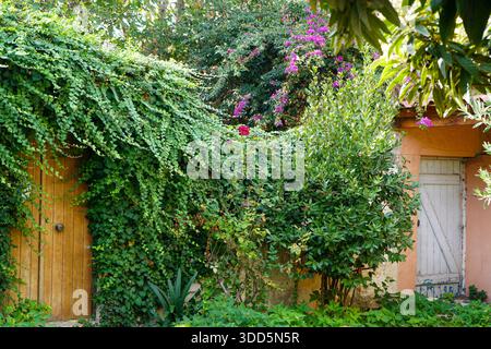 Üppig grüner Efeu und leuchtend rosa Bougainvillea, die eine rustikale Mauer und ein Holztor in einem wunderschönen Garten in Archanes, Kreta, Griechenland, bedeckt. Stockfoto