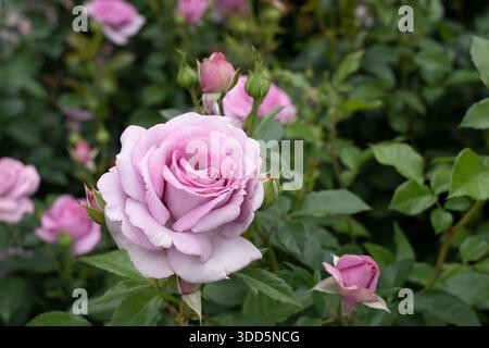 Violet's Pride Rose Blumen wachsen im Garten. Usa. Stockfoto