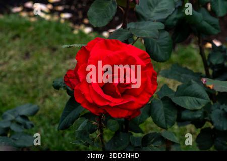 Legenden Rosenblüten wachsen im Garten. Usa. Stockfoto