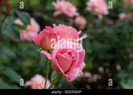 Die Blüten der Tiffany Rose wachsen im Garten. Usa. Stockfoto