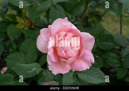 Die Blüten der Tiffany Rose wachsen im Garten. Usa. Stockfoto
