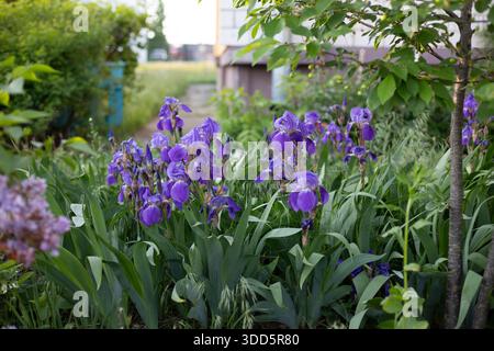 Helle lila bärtige Iris blüht in einem Blumenbeet, umgeben von grünem Laub. Perfekt für Gärten, Natur und Frühlingsthemen. Landschaftsdesign Stockfoto