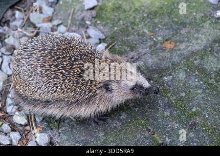 Nahaufnahme eines europäischen Igels, der über eine Steinoberfläche läuft. Stockfoto