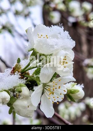 Kirschblüten im Schnee. Klimawandel. Globale Erwärmung. Schnee im Frühling. Stockfoto