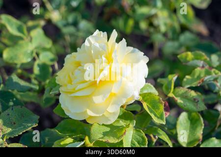 Happy Child stand im Garten auf. Neuseeland, 2024. Stockfoto