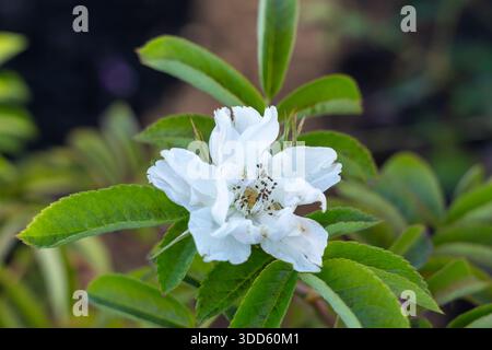 Fimbriata Rose im Garten. Neuseeland, 2024. Stockfoto