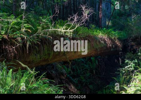 Umgefallener Mammutbaum mit Farnen bedeckt Stockfoto