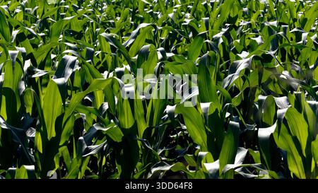 Nahaufnahme grüner Maisblätter in der Plantage. Bundesstaat Sao Paulo, Brasilien Stockfoto
