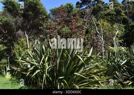 Neuseeländischer Flachs, auch bekannt als Phormium tenax, blüht in einem Garten auf der Tawharanui-Halbinsel, Nordinsel, Neuseeland Stockfoto