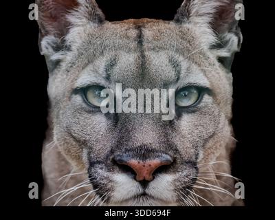 Das gefleckte weiß-graue Fell ist einer der wichtigsten Highlights bei der Beobachtung von Schneeleoparden. Nahaufnahme von Sauenleopard. Stockfoto