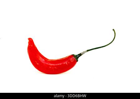 Brasilianischer roter Pfeffer, Capsicum baccatum, auf Portugiesisch als dedo-de-moca oder Finger to Girl bekannt, auf weißem Hintergrund Stockfoto