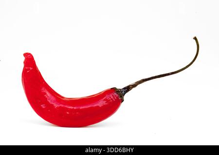 Brasilianischer roter Pfeffer, Capsicum baccatum, auf Portugiesisch als dedo-de-moca oder Finger to Girl bekannt, auf weißem Hintergrund Stockfoto