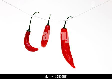 Brasilianischer roter Pfeffer, Capsicum baccatum, auf Portugiesisch als dedo-de-moca oder Finger für Mädchen, die an einer Schnur hängen, auf weißem Hintergrund Stockfoto