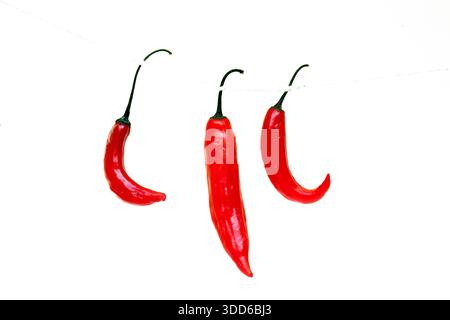 Brasilianischer roter Pfeffer, Capsicum baccatum, auf Portugiesisch als dedo-de-moca oder Finger für Mädchen, die an einer Schnur hängen, auf weißem Hintergrund Stockfoto