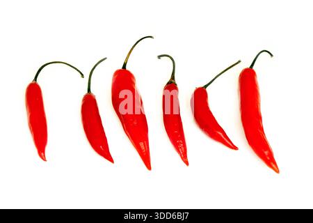 Brasilianischer roter Pfeffer, Capsicum baccatum, auf Portugiesisch als dedo-de-moca oder Finger to Girl bekannt, auf weißem Hintergrund Stockfoto