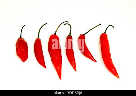 Brasilianischer roter Pfeffer, Capsicum baccatum, auf Portugiesisch als dedo-de-moca oder Finger to Girl bekannt, auf weißem Hintergrund Stockfoto