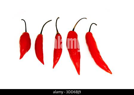 Brasilianischer roter Pfeffer, Capsicum baccatum, auf Portugiesisch als dedo-de-moca oder Finger to Girl bekannt, auf weißem Hintergrund Stockfoto