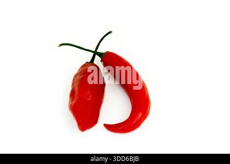 Brasilianischer roter Pfeffer, Capsicum baccatum, auf Portugiesisch als dedo-de-moca oder Finger to Girl bekannt, auf weißem Hintergrund Stockfoto