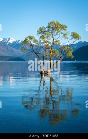 Berühmter Baum in Wanaka, Central Otago, South Island, Neuseeland Stockfoto