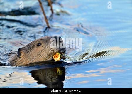 Ein wilder Biber „Castor canadensis“ schwimmt mit einem frischen Zweig zu seinem Speisekammer, um Winterfutter zu lagern. Stockfoto