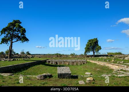 Weite Sicht auf alte Steinfundamente und verstreute Blöcke am Forum in Paestum, Italien. Die grasige archäologische Stätte ist mit zwei einsamen Bäumen unter einem klaren blauen Himmel gesäumt, die den offenen Raum und die historischen Strukturen betonen. Stockfoto