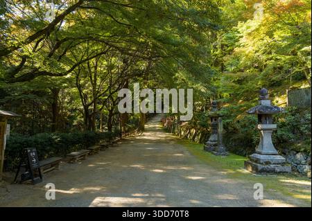Ein ruhiger Waldweg, gesäumt von Bänken und traditionellen Steinlaternen, schlängelt sich durch üppige grüne Bäume in der Nähe von Engyoji auf dem Mount Shosha im japanischen Himeji. Sonnenlicht filtert durch das dichte Baldachin und schafft eine ruhige, natürliche Atmosphäre. Stockfoto
