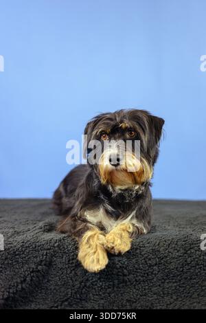 Ein Hund liegt aufmerksam auf einer schwarzen Decke, vor einer blauen Wand, Mischhund, Drahtdackel-Terrier-Havanese-Mix, männlich, Deutschland Stockfoto
