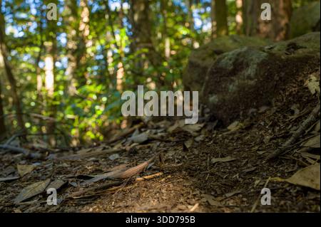 Detaillierter Blick auf einen Waldweg auf dem Kumano Kodo mit trockenen Blättern, Zweigen und erdigen Texturen in sanftem Sonnenlicht. Moosige Felsen und verschwommenes grünes Laub schaffen eine friedliche, natürliche Atmosphäre. Stockfoto