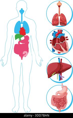 Bunte flache Vektor-Illustration der menschlichen Silhouette mit detaillierten inneren Organ-Nahdiagrammen Stock Vektor