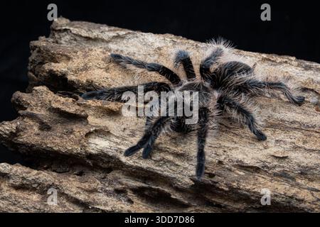 Die Tarantula-Spinne mit lockigem Haar krabbelt auf verrottetem Holz Stockfoto