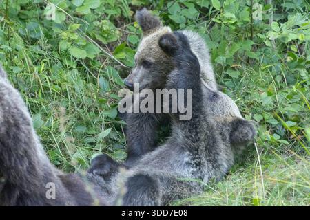 Wilder Braunbär (Ursus arctos) Weibchen und Junge in einem Wald, fotografiert in Rumänien im August Stockfoto