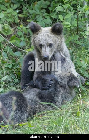 Wilder Braunbär (Ursus arctos) Weibchen und Junge in einem Wald, fotografiert in Rumänien im August Stockfoto