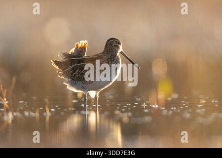 Sandpiper (Actitis hypoleucos), der beim Waten in einem flachen Teich mit klarer Reflexion und goldenem Hintergrund Wassertropfen aus dem Schnabel tropft Stockfoto