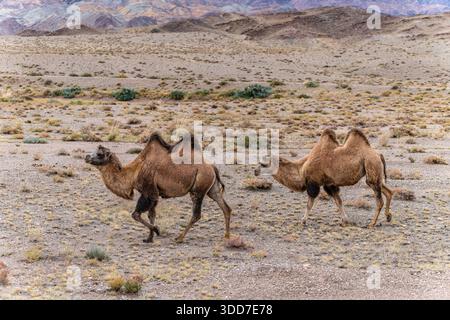 Das baktrische Kamel (Camelus bactrianus), auch bekannt als mongolisches Kamel oder heimisches baktriisches Kamel, ist ein großes, gleichgezungenes Huftier, das aus der st stammt Stockfoto