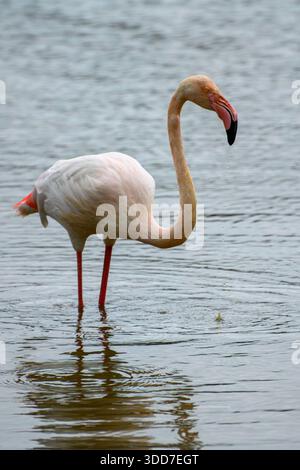 Ein einziger großer Flamingo (Phoenicopterus roseus), der in flachem Wasser mit Regenfall waten und füttern konnte, fotografiert im Dezember in Israel Stockfoto