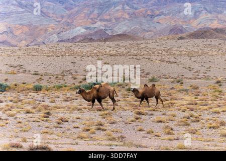 Das baktrische Kamel (Camelus bactrianus), auch bekannt als mongolisches Kamel oder heimisches baktriisches Kamel, ist ein großes, gleichgezungenes Huftier, das aus der st stammt Stockfoto