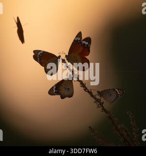Schlichte Tigerfalter mit orangefarbenen, schwarzen und weißen Markierungen, die für die Nacht ruhen, auf einem schlanken, trockenen Pflanzenstamm vor grünem Hintergrund P Stockfoto