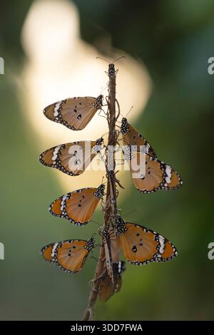 Schlichte Tigerfalter mit orangefarbenen, schwarzen und weißen Markierungen, die für die Nacht ruhen, auf einem schlanken, trockenen Pflanzenstamm vor grünem Hintergrund P Stockfoto