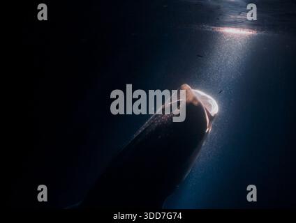 Ein großer Walhai schwimmt im dunklen Wasser. Das Licht der Sonne scheint durch das Wasser und schafft eine schöne und ruhige Atmosphäre Stockfoto