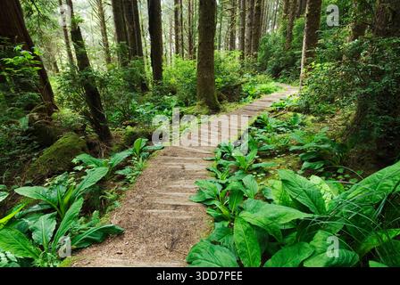 Fern Canyon Loop Trail in der Nähe von Gold Bluffs Beach im Prairie Creek Redwoods State Park/Redwood National Park, Humboldt County, Nordkalifornien Stockfoto