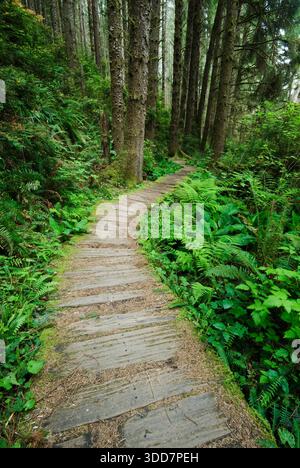 Fern Canyon Loop Trail in der Nähe von Gold Bluffs Beach im Prairie Creek Redwoods State Park/Redwood National Park, Humboldt County, Nordkalifornien Stockfoto